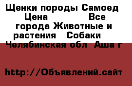 Щенки породы Самоед › Цена ­ 20 000 - Все города Животные и растения » Собаки   . Челябинская обл.,Аша г.